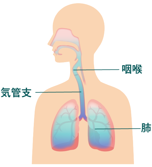 咽頭・気管支・肺図形