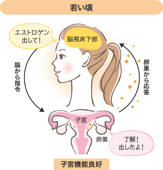 【若い頃（子宮機能良好）】《脳視床下部》「エストロゲン出して！」と脳から指令⇒《卵巣》「了解！出したよ！」と卵巣から応答