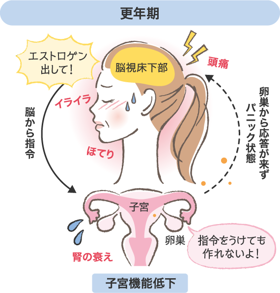 【更年期（子宮機能低下）】《脳視床下部》から「エストロゲン出して！」と脳から指令⇒《卵巣》「...」卵巣から応答が来ない⇒頭痛・イライラ・ほてりなどの症状