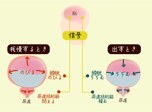「排尿コントロール能力」イメージ図