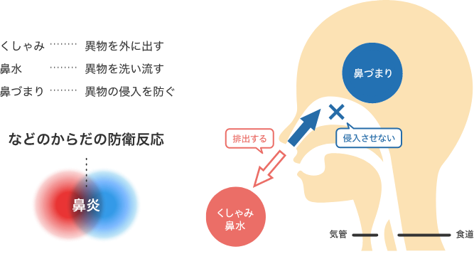 身体の防衛反応