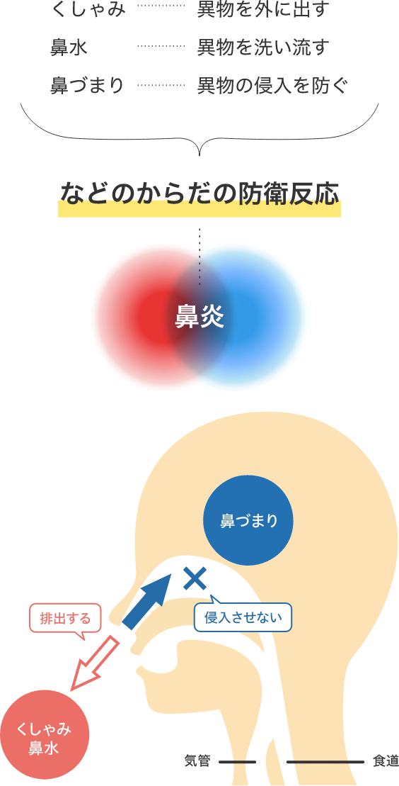 身体の防衛反応