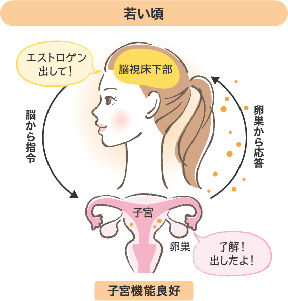 若い頃は子宮機能良好