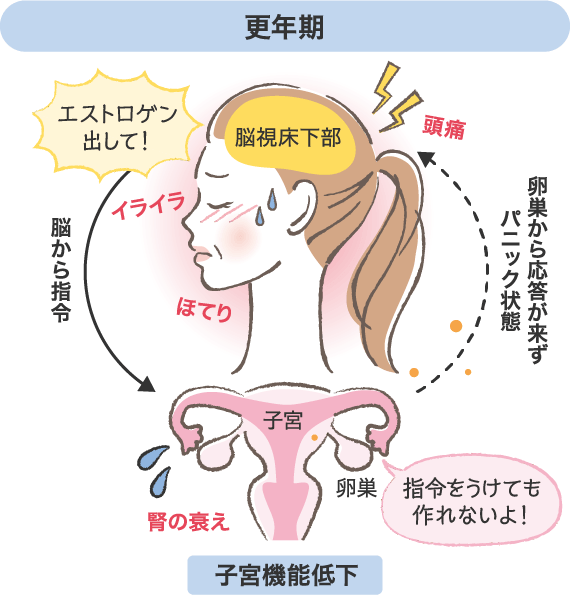更年期は子宮機能低下