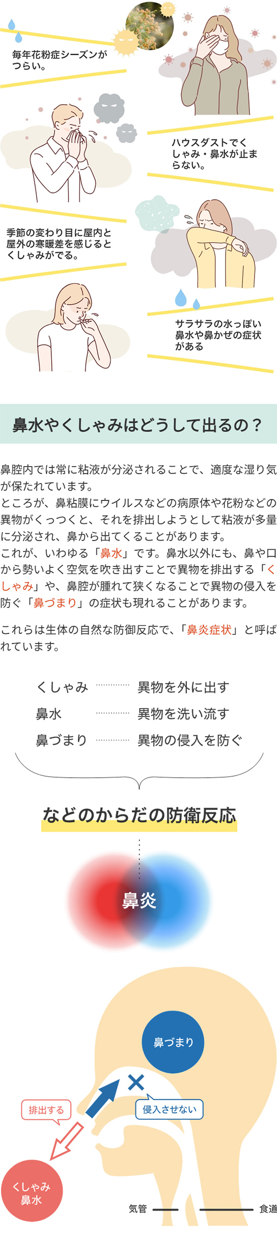 【鼻水やくしゃみはどうして出るの？】鼻腔内では常に粘液が分泌されることで、適度な湿り気が保たれています。ところが、鼻粘膜にウイルスなどの病原体や花粉などの異物がくっつくと、それを排出しようとして粘液が多量に分泌され、鼻から出てくることがあります。これが、いわゆる「鼻水」です。鼻水以外にも、鼻や口から勢いよく空気を吹き出すことで異物を排出する「くしゃみ」や、鼻腔が腫れて狭くなることで異物の侵入を防ぐ「鼻づまり」の症状も現れることがあります。これらは生体の自然な防御反応で、「鼻炎症状」と呼ばれています。
